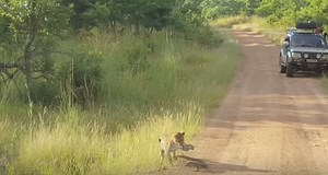 Leopard gets slapped around by feisty lizard