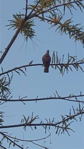 bird photography #birdspecies #instagood #vuralshort #photographer #photographylovers