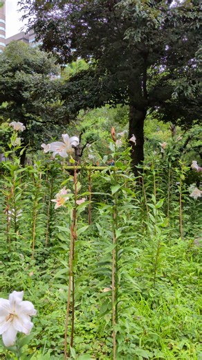都立日比谷公園(Hibiya Park, Tokyo) 園長の採れたて情報 (@ParksHibiya) on X