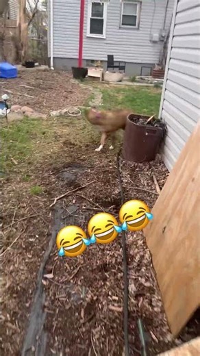 My Male Duck do not play around and is not scared. lol 😂 Every animal in this video is safe