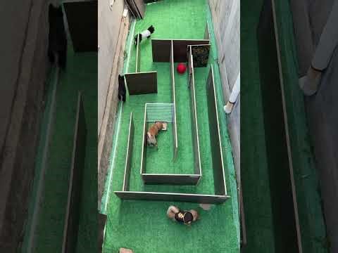 Can This Smart Cat Escape the Maze? | Funny Cat Challenge