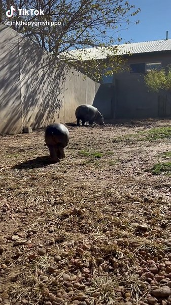 Listen to Link the Pygmy Hippo's Adorable Call!