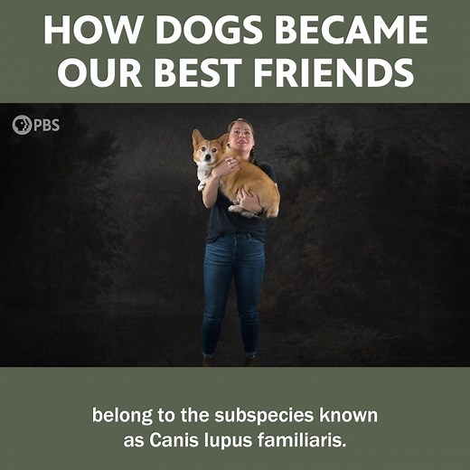 How Dogs Became Our Best Friends 🐶💞 | Eons • PBS