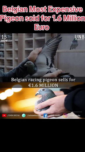 Most Expensive Pigeon Ever Sold - New Kim Auction Story