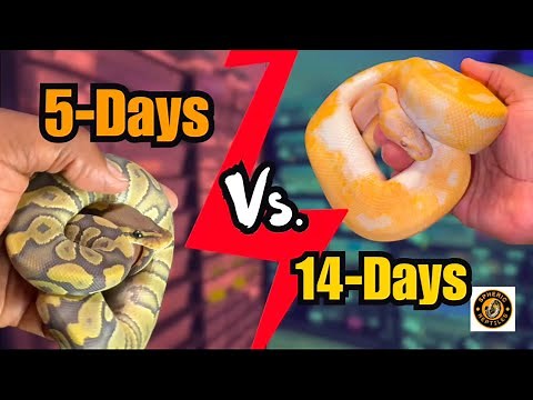 Pros and Cons of a 5-Day vs. 14-Day Ball Python Feeding Schedule