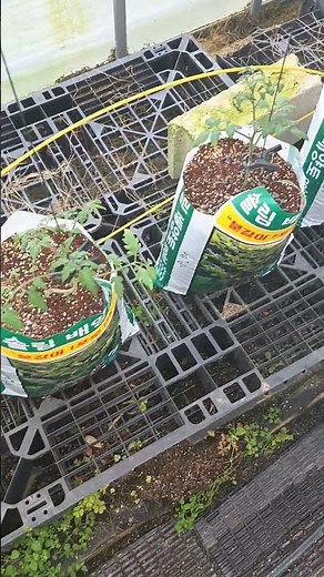 How to use organic oilseed fertilizer, I applied it right after planting peppers, cucumbers, and ...