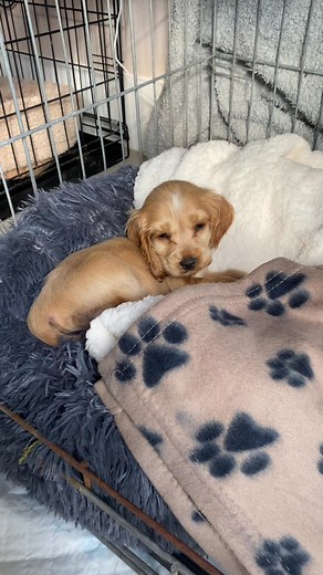 Get Your Adorable Cocker Spaniel Puppy Today!