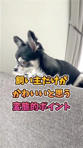 飼い主だけが思う愛犬の可愛いところ。 #犬のいる生活 #chihuahua #dog #チワワ #癒し #可愛い