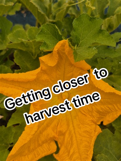 world of wonder (@worldofwonder1974)’s videos with original sound - Vtshop