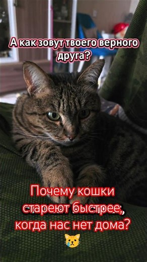 Why do cats age faster when we're not home? 😿 ​#cats #cats #shorts