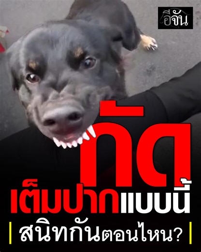 เอ็นดูพี่ไรเดอร์ จู่ๆได้เพื่อนเฉย สนิทแบบเดินตามไม่ห่าง ห่วงแต่ลูกค้า จะได้กินข้าวมื่อได๋? ******************************* มาใหม่สุดล่า เอ้ย! ล่าสุด วางจำหน่ายแล้ววันนี้ !! “บราวนี่รสมัทฉะ เนื้อนุ่มหนึบ หอมมัทฉะ เข้มข้น” โรยหน้าด้วยช็อกโกแลตชิพ ด้กลิ่นรสมัทฉะ หอม เข้มข้น ในราคาที่เข้าถึงได้ง่าย . ใหม่ ✨ บราวนี่รสมัทฉะ 🍵 🥧 ราคาชิ้นละ 14 บาท . 🏠 สามารถหาซื้อได้ที่ 7-Eleven, Lotus’s, Big C, Tops, Top Dariy, Gourmet market, Lawson, Jiffy, ซุปเปอร์ชีป, Maxmart, เดอะมอลล์, อิออน, Foodland, Shell Se