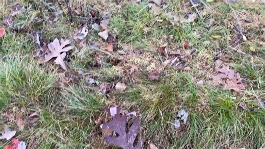 This week's Trail Tuesday features Laura at Theodore Wirth Park | Minnesota Master Naturalist