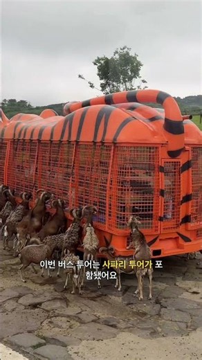 🚌 후쿠오카 버스투어 코스 유후인 ▶️ 아프리칸 사파리 ▶️ 벳부 가마도지옥