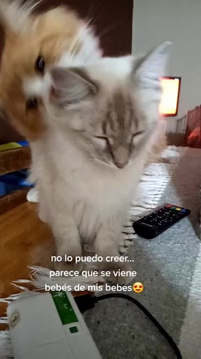 Gatos apareándose: ¿Cómo se reproducen?