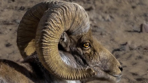 17 reactions | The argali, also known as the mountain sheep is under the second-class state protection in China. This species has spiral-shaped horns twisting downward, which are significantly large and weigh up to 40 kilograms with the head, almost a third of its body weight. #AnimalAdventure #ChorusofLife For more: https://english.cctv.com/ | CCTV | Facebook