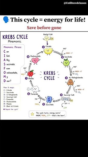 🗣️This cycle = energy for life!" #shorts #unfilteredclasses