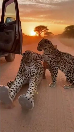 Will the Leopards Accept Him? 🐆 A Leopard Costume in the African Savanna #shorts