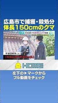 【クマ殺処分】広島市で捕獲・殺処分｜体長150cmのクマ #Shorts