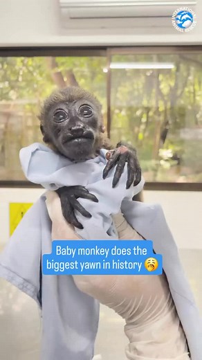 This tiny howler monkey was brought to @international_animal_rescue’s center after suffering painful burns to his hand, foot, chest, and ear - likely caused by contact with uninsulated power lines. 💔 Now safe in IAR’a care, baby Domingo is resting, healing, and clearly getting in a few big yawns while he recovers! 🙏💞🐒 Via: @international_animal_rescue 🌍👉 @worldanimalnews_ @peace_4animals #WorldAnimalNews #animals #wildlife #monkey #howlermonkey #rescue | World Animal News