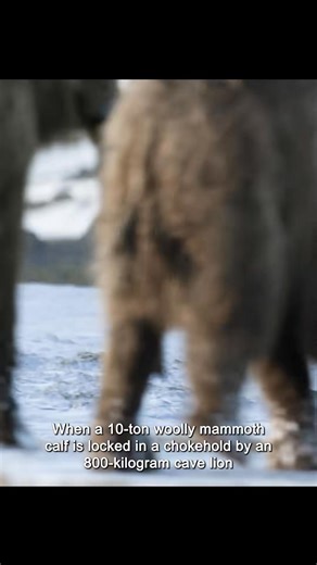 The lion defeated the mammoth #animalswildlife #foryoupage #animals | Welson2K