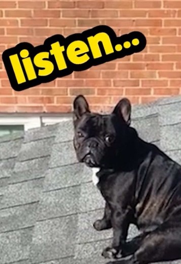 Funny Voiceover of a German Shepherd Reacting to a Funny Situation