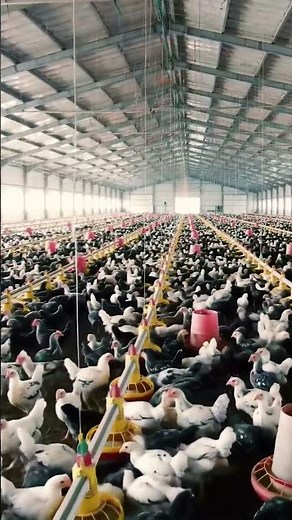 Inside an Automated AI Chicken Farm | Thousands of Chickens #shorts