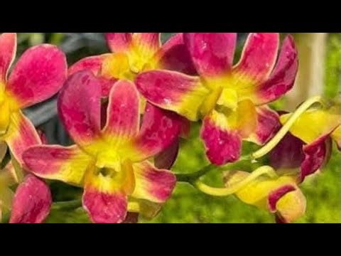 VƯỜN LAN RUBY đang phát trực tiếp! Dendro sưu tầm các loại 🔑 0903177978