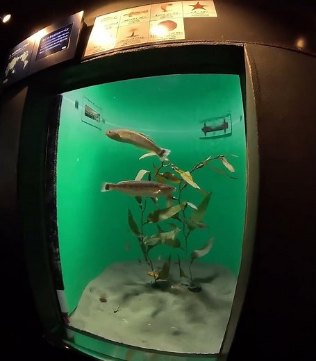 ②【葛西臨海水族園を訪れて — 初めての水族館体験を堪能してみた】第二章 📺本編はVR180の8Kバージョンで公開中！→🌊 [Exploring Kasai Rinkai Aquariumを押して‼