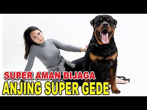 SUPER AMAN DIJAGA ANJING SUPER GEDE - ROTTWEILER TYPE B