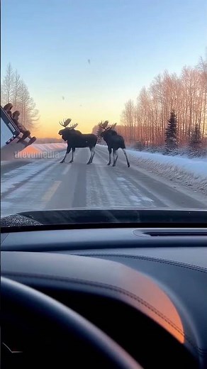 Moose Slam Tourist Vehicle in Shocking Video! #shorts