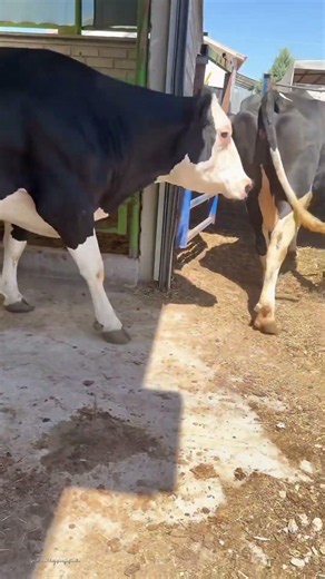 Beautiful Holstein Friesian Cows | World's Top Dairy Breed
