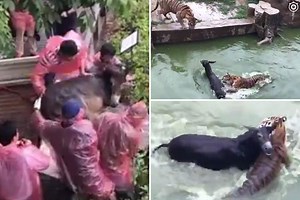 Shocking moment a live donkey is FED to tigers in China zoo horror