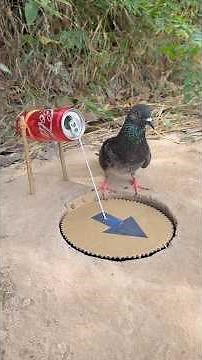 Technique DIY Bird Trap Using Paper and Can #youtubeshorts
