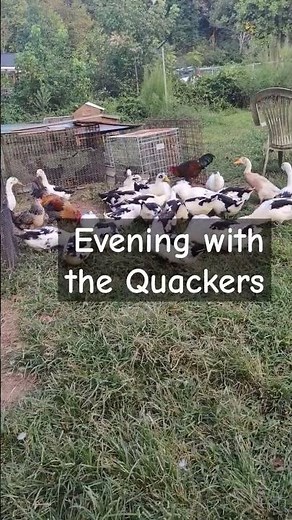 Ancona ducks: evening foraging #duckfarming #duck #farm