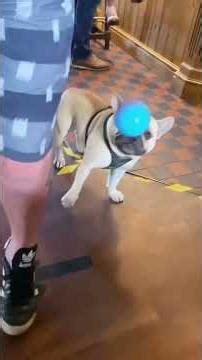 #shorts #viral #subscribe #youtubeshorts #dog #funny #cute #animalshorts