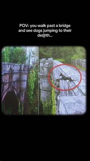 The Mystery of Overtoun Bridge: Dogs Jumping Off