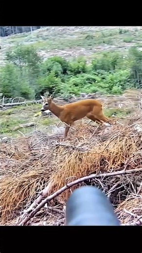 hunting beautiful deer at sooo close #hunting #deerhunting #deer #chasse #moose #caccia #hunting