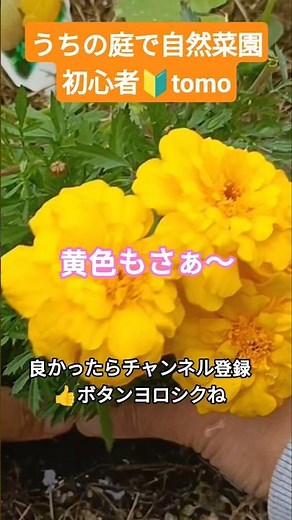 🌼マリーゴールド🌼黄色も欲しかった💕