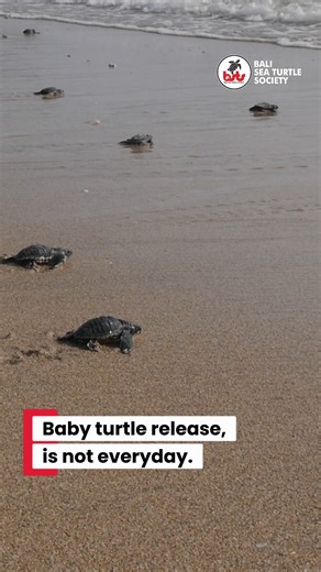 5K views · 52 reactions | The baby turtle release program do not...