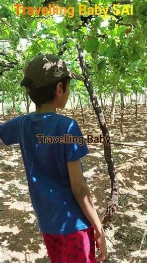Megamalai Grapes தோட்டம் 😱 | Megamalai Theni | Places to visit in Tamil Nadu
