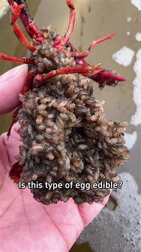 Have you seen these types of animal eggs?#science #popular #usa #animals