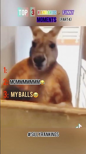 Top 3 kangaroo 🦘 funniest and hilarious moments😂😆. (You won’t stop laughing)😎 👽 #SILLYRANKINGS