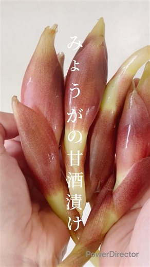 【みょうがの甘酒漬け】麹の甘さで包む、夏の手仕事 #保存食 #簡単レシピ #腸活 #みょうが #発酵レシピ #旬の食材