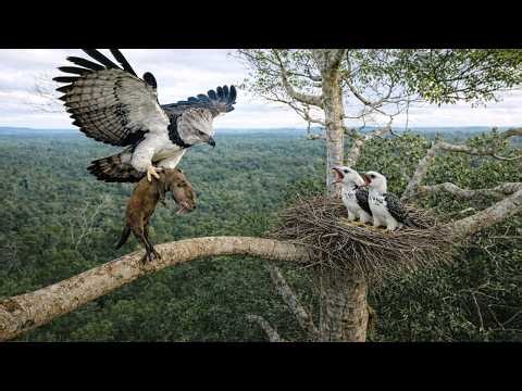Peaceful River Turns Into Chaos – Otters vs Black Panther, Harpy Eagle Strike & Boa Attack