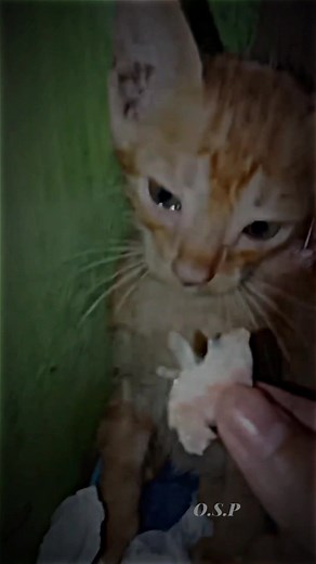 Heart-wrenching Videos of Sad Cats | Emotional Animal Sounds Compilation