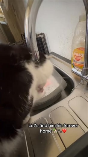 59K views · 2.4K reactions | Meet Albert Albert is 7 years old and...