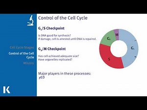 Cell Cycle and Mitosis