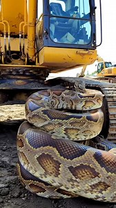 Snake TV #reels #AI #snake #fypシ #python | Snake TV