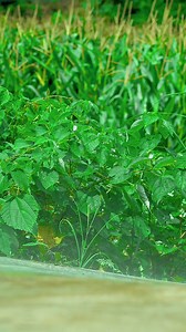 993K views · 14K reactions | Across the mists of time, from the...