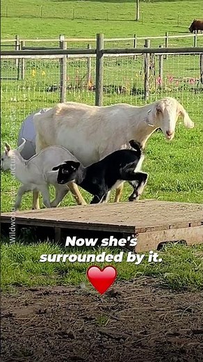 She Escaped Before Giving Birth 💕🐐